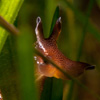 Aplysia punctata - aplysie ponctuée - lièvre de mer