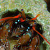 Calcinus tubularis - bernard l'hermite sédentaire