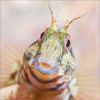 Blennie pilicorne - Frédéric LECHAT photographe sous-marin Bretagne