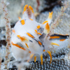 Frédéric LECHAT photographe sous-marin - nudibranches de Bretagne