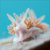 Frédéric LECHAT photographe sous-marin en Bretagne - flabeline nudibranche