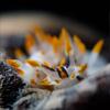 Frédéric LECHAT photographe sous-marin Bretagne - Polycera quadrilineata