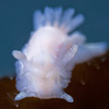 Goniodoris nodosa - goniodoris blanc