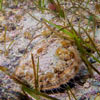 Pecten maximus - coquille Saint-Jacques