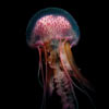 Pelagia noctiluca - pélagie