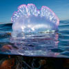 Physalia physalis - physalie