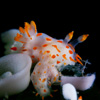 Polycera quadrilineata - polycera à quatre bandes