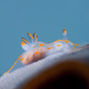 Polycera quadrilineata - polycera à quatre bandes