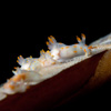 Polycera quadrilineata - polycera à quatre bandes