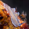 Prostheceraeus vittatus - planaire blanche