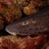 Scyliorhinus stellaris - grande roussette