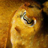 Sepia officinalis - seiche