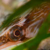 Syngnathe - syngnathus acus
